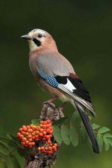 Garrulus glandarius Eurasian Jay, Most Beautiful Birds, Nature Birds, Exotic Birds, Bird Pictures, Western Europe, Pretty Birds, Bird Photo, Colorful Birds