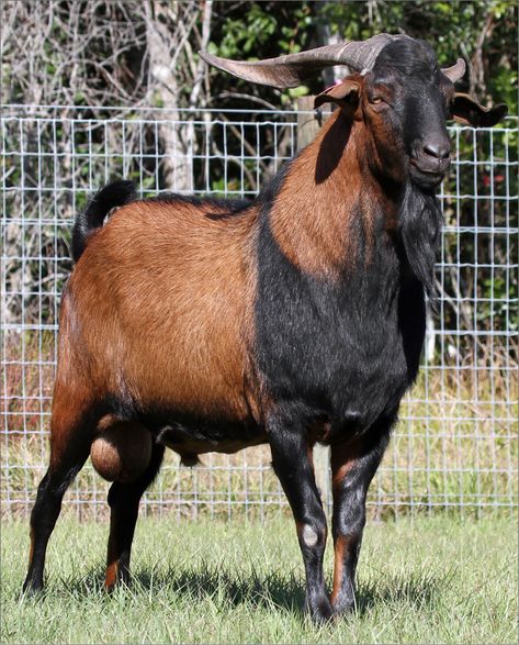 Kiko goat originated from New Zealand by crossing feral goats with dairy goats in the 1980s. Kiko is actually the Māori word for flesh or meat. They were developed for fast growth, survivability with little input from the producer and their hardiness. Kiko Goats, Types Of Goats, Raising Farm Animals, Farming Life, Black Goat, Goat Horns, Boer Goats, Pygmy Goat, Dairy Goats