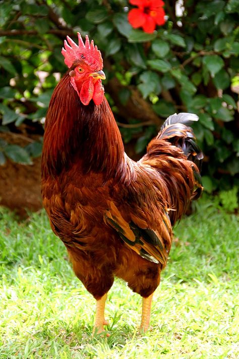 Breed Profile: The Reds | Community Chickens Rhode Island Red Rooster, Rhode Island Red Chickens, Best Laying Chickens, Leghorn Chickens, Laying Chickens Breeds, Laying Chickens, Best Egg Laying Chickens, Egg Laying Chickens, Types Of Chickens