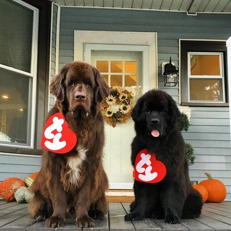 12 Newfies That Are Going To Get All Your Treats On Halloween - mybrownnewfies.com Dog Halloween Costumes Big Dogs, Newfoundland Halloween Costumes, Newfoundland Dog Costumes, Great Pyrenees Halloween Costume, Large Dog Costume Ideas, Cute Dog Costumes Halloween, Halloween For Dogs, Big Dog Costumes Halloween, 2 Dog Halloween Costumes