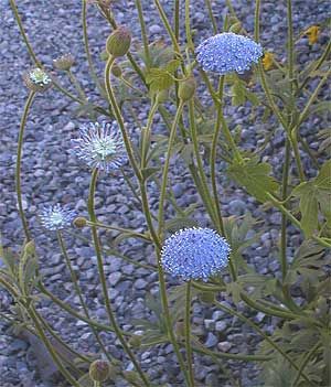 Didiscus: Trachymene coerulea Blue Lace Flower, Fall Blue, Rottnest Island, California Native Plants, Australian Flowers, A Beautiful Flower, Flowers Summer, Annual Flowers, Flower Blue