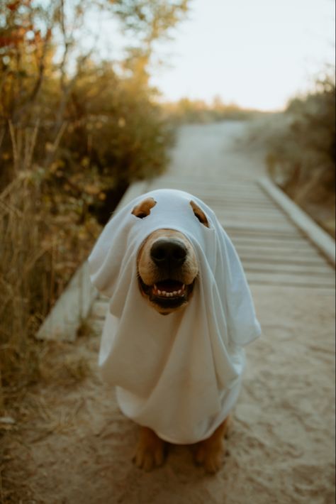 Halloween Dog Photoshoot With Owner, Ghost Dog Aesthetic, Pumpkin Dog Photoshoot, Ghost Trend With Dog, Dog Ghost Costume Photoshoot, Cute Ghost Photoshoot, Dog Pumpkin Photoshoot, Ghost Photoshoot With Dog, Fall Photo Aesthetic