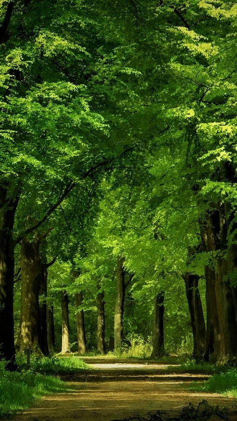 숲 사진, मोबाइल वॉलपेपर, Beautiful Forest, Dirt Road, Forest Landscape, Beautiful Photos Of Nature, Beautiful Nature Wallpaper, Green Nature, Beginner Painting