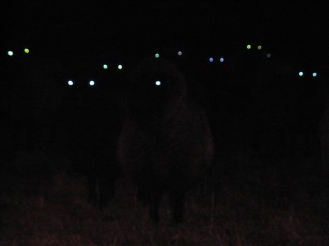 Sheep eyes in the dark Midnight Mass Vampire Eyes, Dark Sheep Aesthetic, Animal Eyes In The Dark, Eyes In The Dark Aesthetic, Monster In The Dark, Sheep Eyes, Eyes In The Dark, Creepy Eyes, Creepy Photos