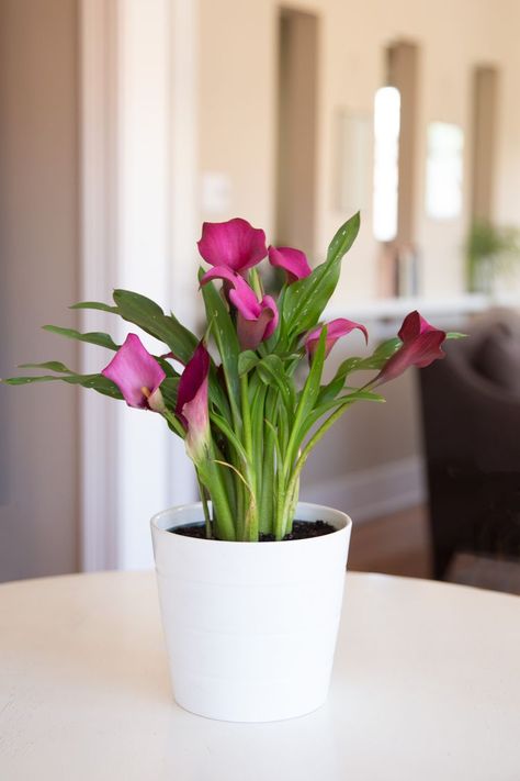 Growing and Care of Calla Lily Flowers Calla Lily In Pots, Calla Lily Care Indoors, Calla Lily Care, Calla Lily Plant, Canna Lilly, Calla Lily Bulbs, Lily Plant Care, Zantedeschia Aethiopica, Lily Care