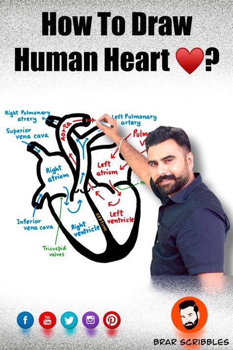 Easy Way To Draw Human Heart, How To Draw Heart Step By Step, Heart Diagram Drawing Easy, How To Draw Heart Human, Easy Heart Diagram, Heart Diagram Class 10, Heart Diagram Drawing, Simple Heart Diagram, Human Heart Diagram