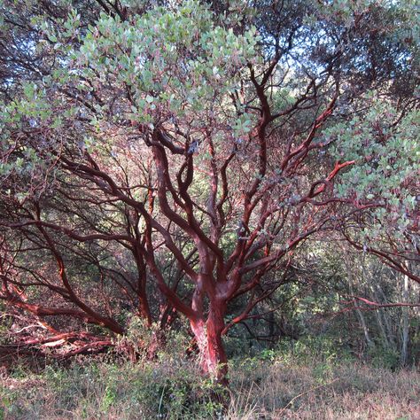 Low Growing Shrubs, Manzanita Tree, Winter Friends, California Native Plants, California Garden, Specimen Trees, Green Environment, Animals And Plants, Aspen Trees