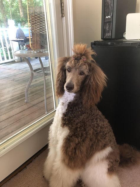 Scandinavian Poodle Clip, Long Haired Poodle, Poodle Haircuts Standard, Poodle Ponytail, Poodle Mohawk, Canine Aesthetic, Standard Poodle Haircut Styles, Dog Mohawk, Poodle Colors