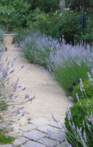 lavendel and buxus  eind maart terugsnoeien 1/3 deel.   direct na de bloei in augustus alleen de bloemstelen   weghalen.  in augustus ev stekken met een hieltje Pea Stone, Walkway Landscaping, Growing Lavender, Lavender Garden, Magical Garden, Front Yard Garden, Garden Cottage, Lavender Flowers, Front Garden