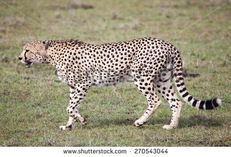 Jaguar Leopard, African Theme, Lucy And Yak, Tanzania Africa, Serengeti National Park, Cheetahs, Big Cat, Leopards, Side View