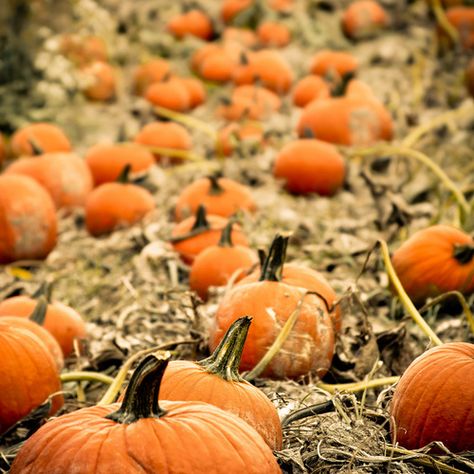 17 Things to Get Excited About This Fall Pumpkin Field, Sleepy Hollow, Harvest Time, Fabulous Fall, Fall Is Here, Autumn Beauty, On The Ground, Happy Fall, Fall Fun