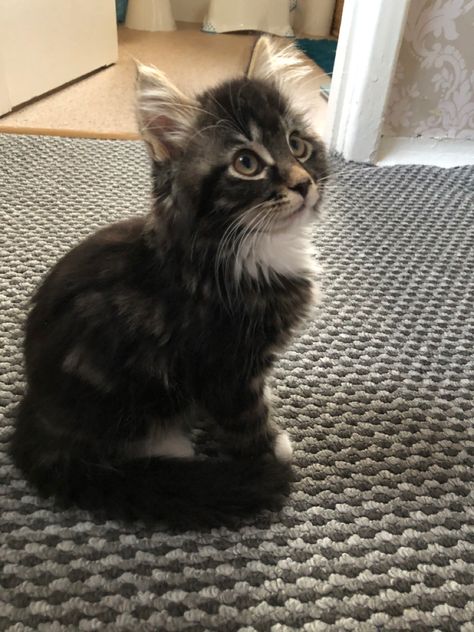 Beautiful tabby kitten Black Tabby Kitten, Brown Tabby Kitten, Tabby Kittens, Black And Grey Kitten, Black And White Tabby Cat, Grey Tabby Kittens, Gray Tabby Cat Aesthetic, Dark Grey Tabby Cat, Long Hair Tabby Cat Gray