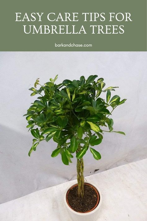 Want to keep your Umbrella Tree thriving? Discover useful tips and tricks to care for your Schefflera like a pro! From the best lighting conditions they prefer to ideal watering secrets, our guide shares everything you need to ensure your indoor plant stays healthy. Find out about soil types that work best, humidity needs, and how to handle pest issues. Perfect for beginners and plant lovers alike, this guide is your go-to resource for making your Umbrella Tree flourish in your home! Umbrella Tree Care, Umbrella Plant Care, Umbrella Plant, Soil Types, Umbrella Tree, Plant Parent, Tree Care, Low Maintenance Plants, Small Space Gardening