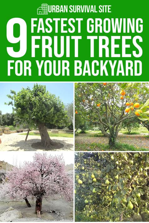 9 Fastest Growing Fruit Trees for Your Backyard Fast Growing Fruit Trees, Citrus Tree Indoor, Fruit Trees In Containers, Fruit Harvest, Mandarin Tree, Apricot Tree, Growing Fruit Trees, Farm Lifestyle, Garden Food