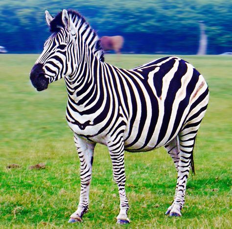 There are three different species of Zebra that are found in Africa which are the Common Zebra (also known as the Plains Zebra and the Burchell's Zebra), the Grevy's Zebra (also known as the Imperial Zebra) and the Mountain Zebra. They are incredibly sociable animals that can travel vast distances in search of fresh grass and water but are severely threatened. Today, both the Grevy's Zebra and the Mountain Zebra are considered to be endangered species. Zebra Photo, Zebra Pictures, Mountain Zebra, Plains Zebra, Zebra Wallpaper, Baby Zebra, Zebras Animal, Animal Icon, Memes Br