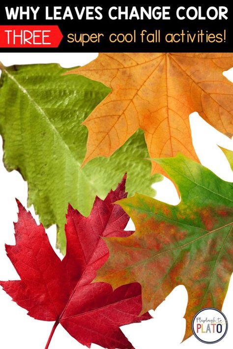 Check out these AMAZING activities and experiments that show why leave change color! Perfect for the classroom or for a homeschool activity! Gets will love these! Perfect for all age groups! #leafscience #fallactivities #fallscience Roll An Alien, Why Do Leaves Change Color, Stem Activities Kindergarten, Preschool Color Activities, Kindergarten Stem, Fall Science, Playdough To Plato, Homeschool Activity, Color Lessons