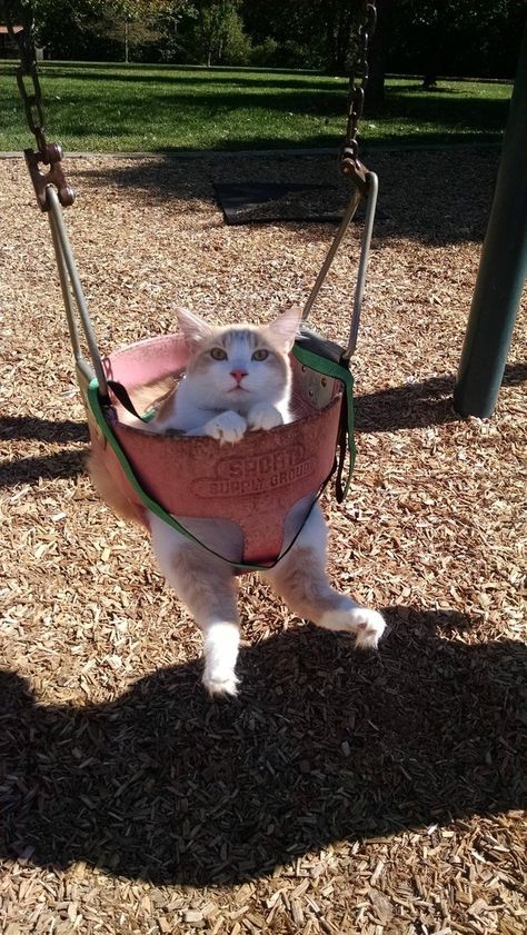 This little dude is here to prove that dogs aren’t the only friends who look cute on a swing set! | 27 Pictures That Prove Cats Are Also Man's Best Friend Söt Katt, Great Cat, Cat Sitting, Cute Kittens, Crazy Cat, Funny Animal Pictures, 귀여운 동물, Crazy Cats, Cat Lady