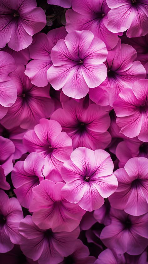 Petunia Flower Aesthetic, Petunia Aesthetic, Petunia Flowers, Purple Petunias, Petunia Flower, Purple Aesthetic, Petunias, Purple, Flowers