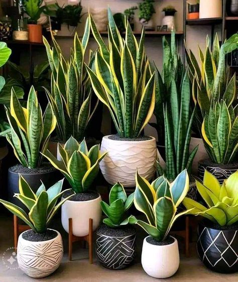 Truck Garden, Pretty Plant, Sansevieria Plant, Support Pour Plante, نباتات منزلية, Snake Plants, Alpine Plants, Diy Plant Stand, Garden Types