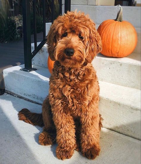 Labradoodle Haircut Style, Australian Labradoodle Grooming, Goldendoodle Full Grown, Labradoodle Haircut, Labradoodle Grooming, Goldendoodle Haircuts, Red Goldendoodle, Goldendoodle Grooming, Mini Goldendoodle Puppies