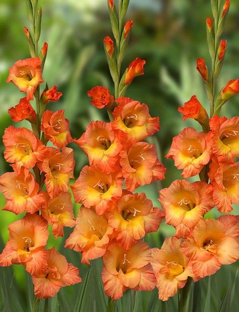 Prince of Orange from Harris Seeds - Year of the Gladiolus - National Garden Bureau Orange Gladiolus, Garden Border Plants, Lilium Flower, Prince Of Orange, Gladiolus Flower, Flower Identification, Gladioli, Flower Bulbs, Cut Flower Garden