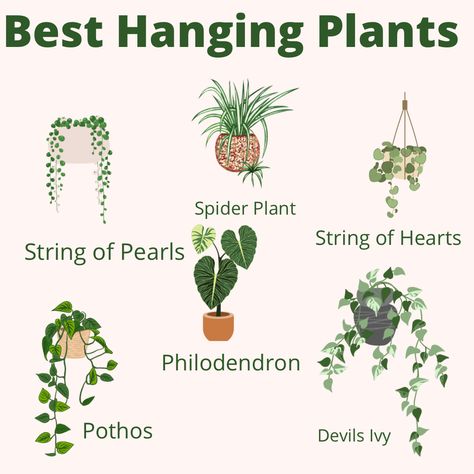 House Plants Flowers, Plant Placement In Home, Plant Beginner, Best Hanging Plants, Hanging Plant Ideas, Safe House Plants, Plants And Gardening, Plant Care Houseplant, Hanging Plants Indoor