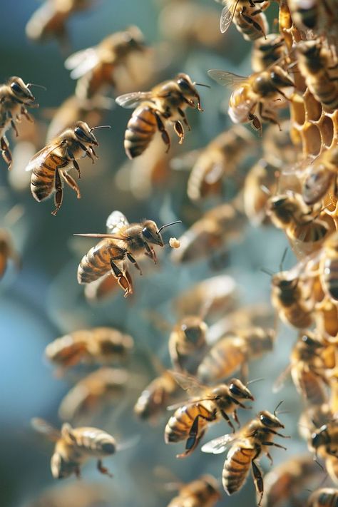 Journey into the heart of the hive and uncover the secrets behind why bees perish after delivering a sting. Gain insight into the evolutionary pressures that shape this behavior and the vital role it plays in bee society. Gain Energy, I Love Bees, Bees And Wasps, Cold Blooded, Bee Keeper, Guy Best Friends, Bee Sting, Beautiful Bugs, The Hive