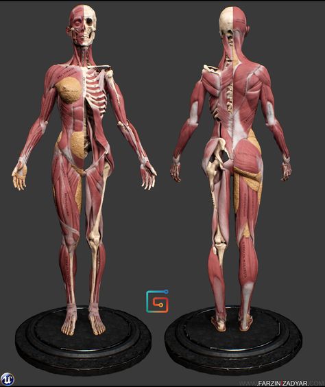 Muscle Anatomy Female, Anatomy Body Reference, Female Muscle Anatomy, Woman Anatomy Reference, Female Anatomy Model, Woman Anatomy, Anime Anatomy, Human Anatomy Female, Body Muscle Anatomy