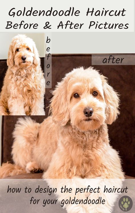 Goldendoodle haircut before and after pictures! #goldendoodlehaircut #goldendoodlegrooming #goldendoodlepictures Labradoodle Grooming, Goldendoodle Haircuts, Goldendoodle Grooming, Golden Retriever Mix, Dog Haircuts, Australian Labradoodle, Mini Goldendoodle, Golden Doodle, Goldendoodle Puppy