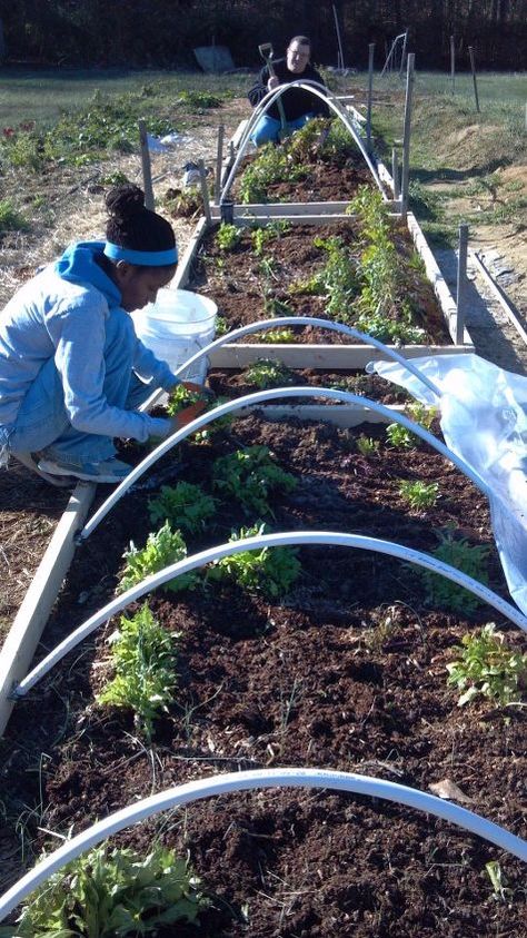 Everywhere I've lived, even Ohio, winter gardening is possible and working in the garden on pretty winter days is a great relief from the cold, gray wet days! Here's a cheap, fast way to get a manageable sized garden started in just a couple hours. http://www.caleyskitchengarden.com/2013/11/raised-bed-garden-in-two-hours.html Vege Patch, Ohio Winter, Mary's Garden, Garden On A Budget, Winter Gardening, Plants Diy, Garden Frogs, Hanging Herbs, Vegetable Garden Raised Beds