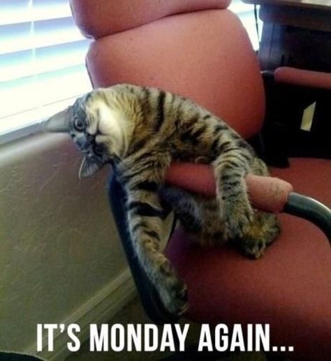 Monday Blues Monday Cat, Humor Animal, I Hate Mondays, Cute Kittens, Crazy Cat Lady, Crazy Cats, Cat Pics, Kittens Cutest, Cat Memes