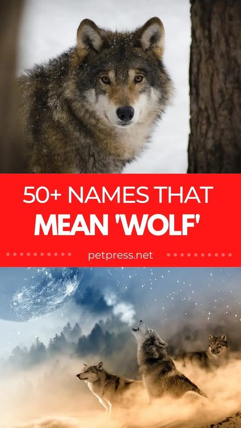 Do you know names that mean ‘wolf’? You will after reading this post! There are over 50 names from different languages to choose from. Wolf Pack Name Generator, Wolf Names And Meanings, Names With Animal Meanings, Names For Wolves, Therian Name Ideas, Wolf Names Ideas, Names Meaning Wolf, Norse Names And Meanings, Names That Mean Wolf