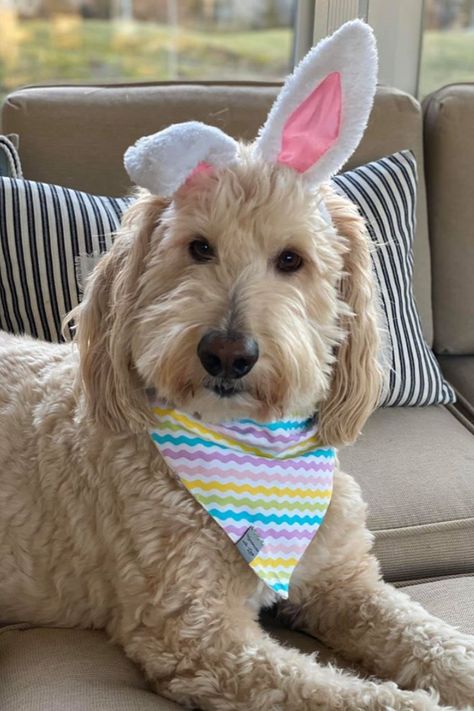 Olive the Doodle modeling VonDoodleCo's Easter bunny and multi-color rick rack stripes dog bandana. Each bandana is handmade, reversible, custom size with a metal snap closure. Bandana For Dogs, Easter Dog, Doodle Dog, Rick Rack, Easter Outfit, Pet Bandana, Dog Bandana, Bandanas, For Dogs