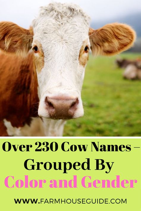 There are various ways you can come up with the perfect name for your cow. In this post, I’ve compiled over 200 awesome cow names and sorted them into categories for you. Cute Show Steer Names, Show Steer Names, Steer Names, Cow Names Ideas, Bull Names, Funny Cow Names, Raising Cows, Female Cow, Cow Names