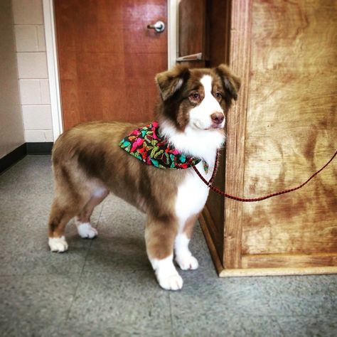 Grooming Photo Library – Pet Motel and Salon Aussie Haircut, Australian Shepherd Haircut, Grooming Australian Shepherd, Mini Aussie Puppy, Toy Aussie, Toy Australian Shepherd, Aussie Hair Products, Australian Shepherd Blue Merle, Dog Grooming Styles