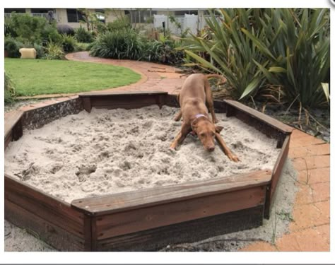 Sand pit in dog garden Dog Digging Pit Ideas, Sand Pit For Dogs, Backyard Dog Oasis, Dog Digging Area Sand Boxes, Dog Outdoor Enrichment, Dog Garden Area, Dig Pit For Dogs, Diy Dog Digging Pit, Dog Resort Ideas