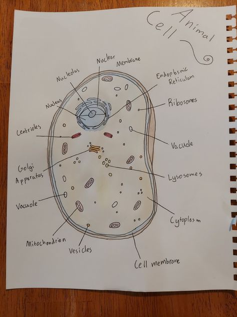 Animal Cell Drawing With Label, Cells Drawing, Animal Cell Drawing, Cell Poster, Cell Drawing, Plant Cell Diagram, Science Diagram, Animal Cell Project, Drawing Worksheets