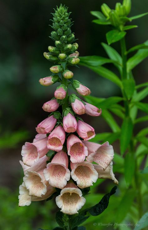 Foxglove Flower, Front Yard Flowers, A Peaceful Place, Nourish Your Soul, Bloom Where Youre Planted, Peaceful Place, Beautiful Flowers Garden, Peaceful Places, Pretty Plants