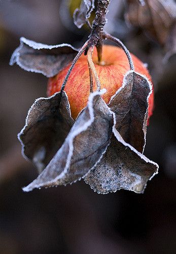 Nothing Is Forever, Cell Phone Photography, Bite Beauty, Winter Sky, One Last Time, Plant Photography, Season Of The Witch, Phone Photography, At Midnight