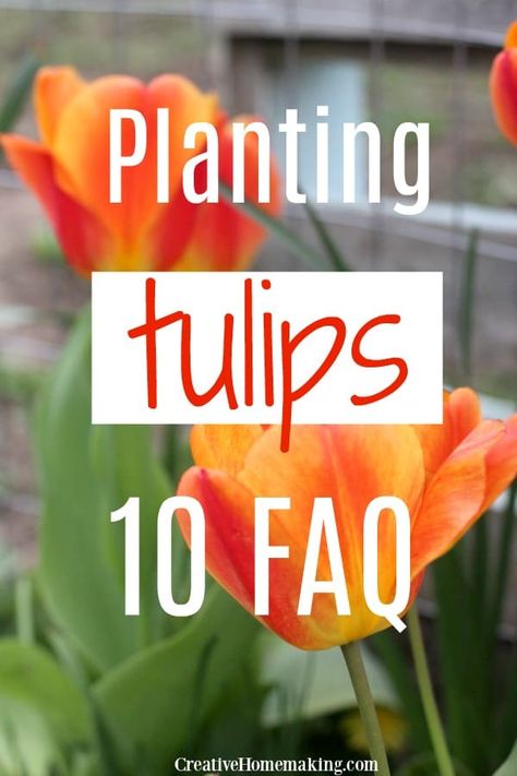 Easy guide to planting tulip bulbs. All your tulip questions answered! Tulip Planting, When To Plant Tulips, Planting Tulip Bulbs, Types Of Tulips, Growing Tulips, Gardening For Dummies, Planting Tulips, Vegetable Garden For Beginners, Tulip Bulbs