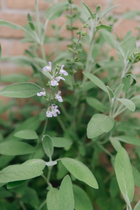 Sage, with its velvety gray-green leaves, is easy to grow in the kitchen garden. Here's what you need to know to grow and harvest your own sage. Herbal Landscaping, Sage In Garden, Roof Garden Plants, Gardenary Garden, Grow Sage, Growing Sage, Courtyard Plants, Sage Flowers, Sage Herb