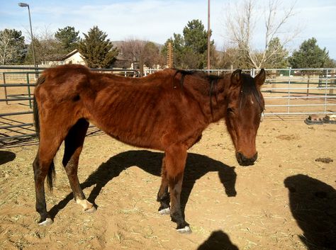 Any donation of your time or money can go a long way in the rehabilitation of our rescues. Please check to see how you can help at WNCR.org. Rescue Horse, Donate Money, Horse Rescue, Great Life, Circles, Art Reference, Horses, Money, Ceramics