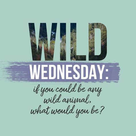 Wednesday Engagement Post, Posts For Facebook, Wild Wednesday, Interactive Post, Interactive Facebook Posts, Facebook Engagement Posts, Thursday Quotes, Engagement Posts, Body Shop At Home