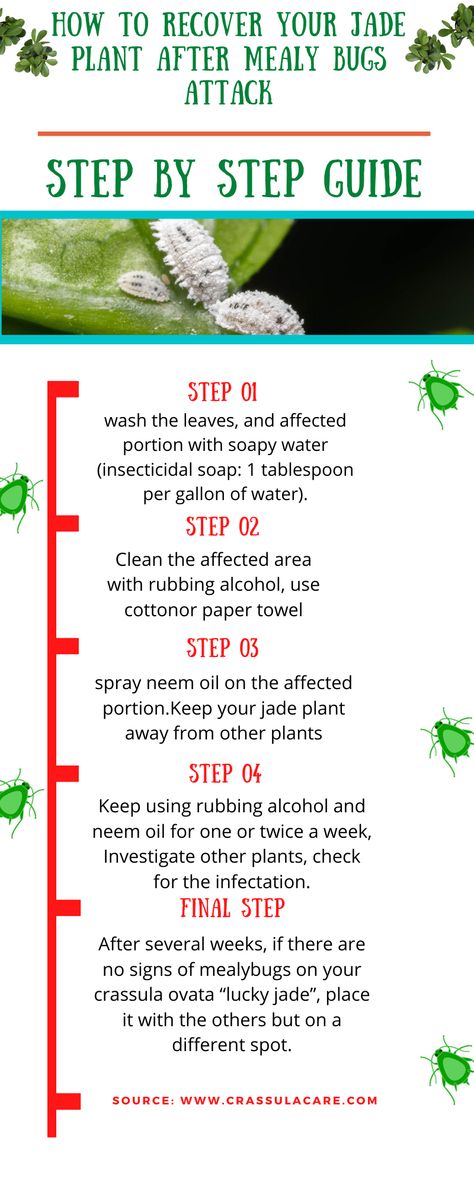 The white bugs on the plants are small (one-tenth to one-eleventh of an inch) insects with fringes all around their body.  They are normally not visible with the naked eyes; all the visible ones are females.  They look like little white bugs on plants, they are cottonish stuff seen on the jade plant leaves and stems. Learn everything about mitigation of such devilish insects. #crassulaovata #crassula #succulents #jadeplalnt #mealybugs #whitealphides #whiteinsects #mealybugscure # How To Get Bugs Out Of House Plants, Jade Plant Problems, Bugs On Plants, How To Debug Plants To Bring Indoors, How To Care For Jade Plant Indoors, White Bugs On Plants, Mealy Bugs On House Plants, Jade Plant Propagation, Dollar Plant