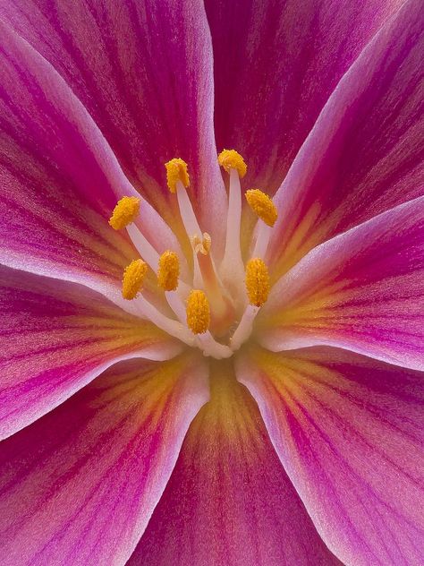 Nature Close Up Photographs, Flowers Close Up, Lewisia Flower, Botanical Garden Photography, Lewisia Cotyledon, Botanical Photos, Macro Photography Flowers, Botanical Photography, Flower Close Up