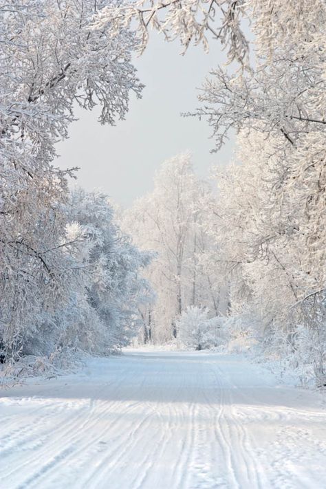 Winter wonderland!!!!!!!!!!! I Love Snow, Winter Szenen, I Love Winter, Winter Love, Winter Magic, Winter Scenery, Winter Beauty, Snow Scenes, Winter Pictures