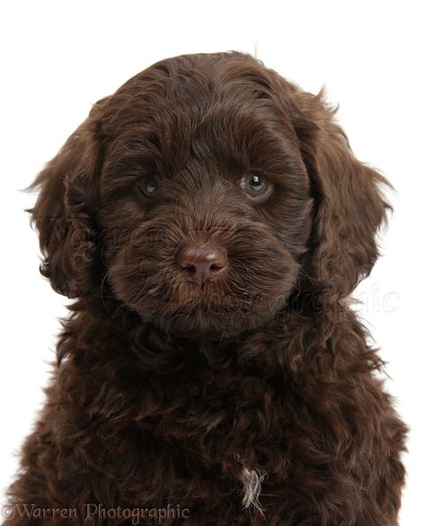 Cute chocolate Toy Goldendoodle puppy Chocolate Brown Puppy, Chocolate Mini Goldendoodle, Chocolate Brown Goldendoodle, Toy Poodle Chocolate, Chocolate Goldendoodle Puppy, Maltipoo Chocolate Brown, Chocolate Cavapoo, Toy Cavapoo, Chocolate Toy Poodle