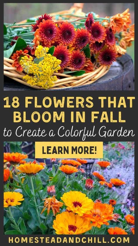 What Flowers Bloom In Fall, Garden In Fall, Fall Homesteading Projects, Flowers To Grow In Fall, When To Plant Fall Flowers, Fall Blooming Plants, Fall Flowering Perennials, Fall Flowers To Plant In September, Flowers To Plant In October