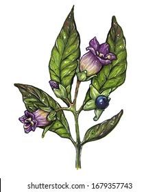 Survival Plants, Belladonna Flower, Deadly Nightshade, Beautiful Flower Drawings, Plant Painting, Plant Drawing, Blackwork Tattoo, Body Mods, In The Wild