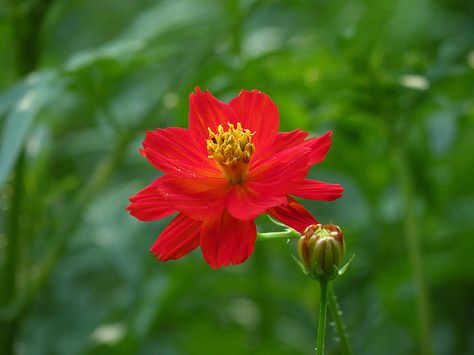 Orange cosmos Red Cosmos, Orange Cosmos, Strawberry Beds, Late Summer Early Fall, Fall Produce, Farm Pond, Big Farm, Animal Conservation, Mid Summer